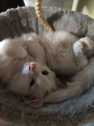 Reinrassige Türkisch Angora Kitten abzugeben