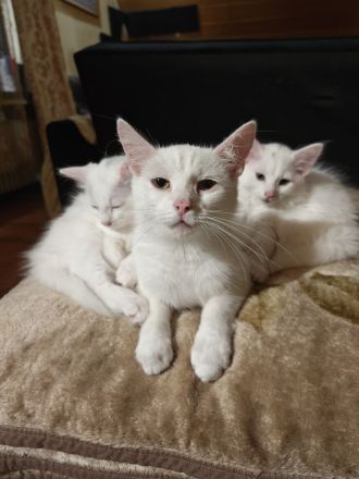 Reinrassige Türkisch Angora Kitten abzugeben