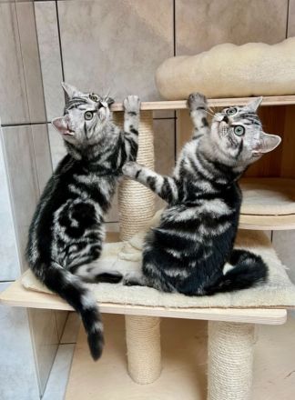 3 zuckersüße Bkh mix Kätzchen 12 Wochen alt suchen einen neuen Platz