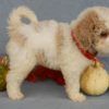 mini poodles seeking for a new home