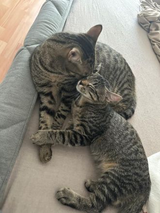 Liebevolle Katzen zum Kuscheln zu verkaufen