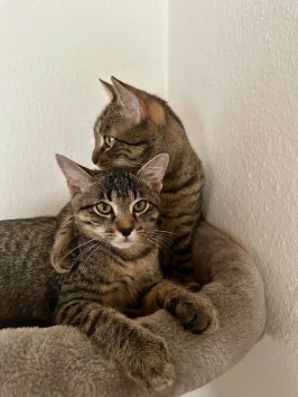 Liebevolle Katzen zum Kuscheln zu verkaufen