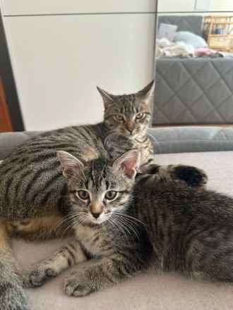 Liebevolle Katzen zum Kuscheln zu verkaufen