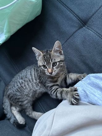 Liebevolle Katzen zum Kuscheln zu verkaufen