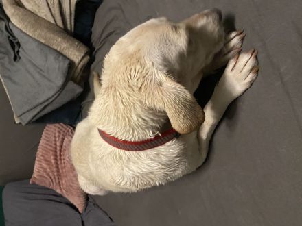 Bella - Hündin 4 Jahre alt