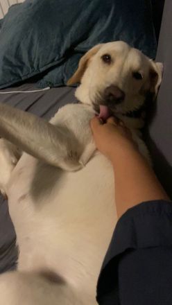 Bella - Hündin 4 Jahre alt