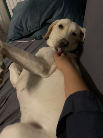 Bella - Hündin 4 Jahre alt