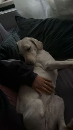 Bella - Hündin 4 Jahre alt