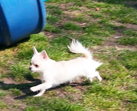 Zwei bezaubernde Brüder suchen ein liebevolles Zuhause! 🐶❤️