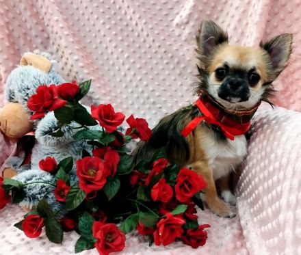 Zwei bezaubernde Brüder suchen ein liebevolles Zuhause! 🐶❤️