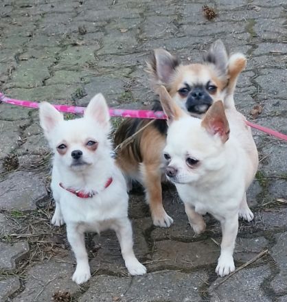 Zwei bezaubernde Brüder suchen ein liebevolles Zuhause! 🐶❤️