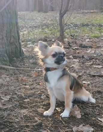 Zwei bezaubernde Brüder suchen ein liebevolles Zuhause! 🐶❤️