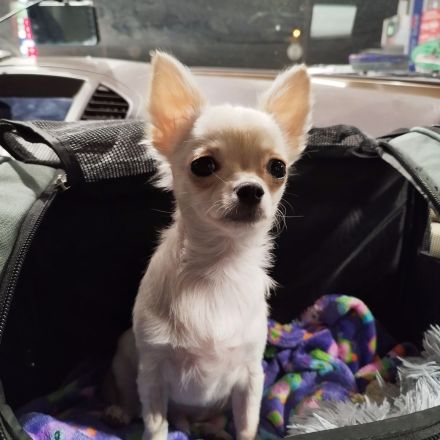 Zwei bezaubernde Brüder suchen ein liebevolles Zuhause! 🐶❤️