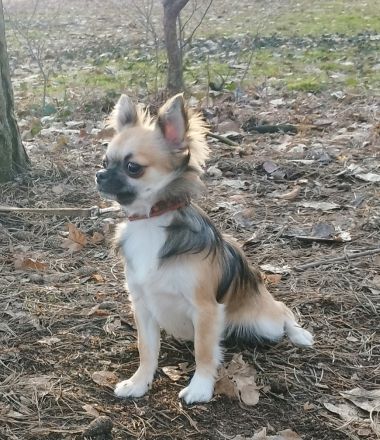 Zwei bezaubernde Brüder suchen ein liebevolles Zuhause! 🐶❤️