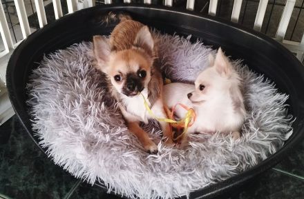 Zwei bezaubernde Brüder suchen ein liebevolles Zuhause! 🐶❤️