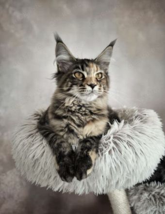 Maine Coon katzen