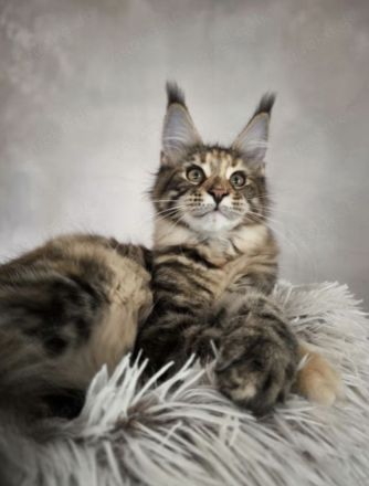 Maine Coon katzen