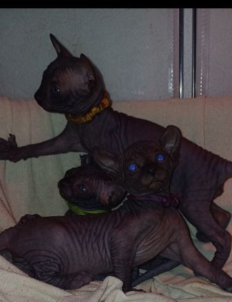 Wunderschöne Sphynx- und Elf Kitten suchen ab der 12. Woche ihr liebevolles Zuhause