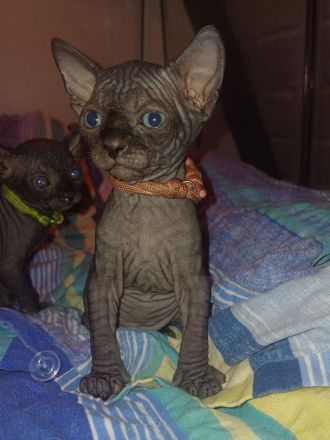 Wunderschöne Sphynx- und Elf Kitten suchen ab der 12. Woche ihr liebevolles Zuhause