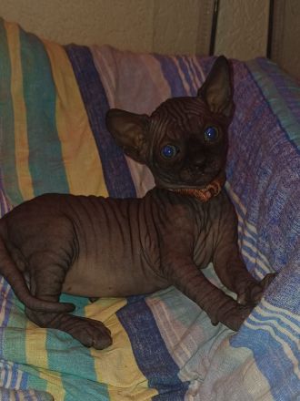 Wunderschöne Sphynx- und Elf Kitten suchen ab der 12. Woche ihr liebevolles Zuhause