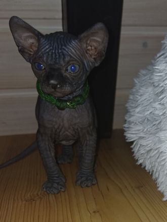 Wunderschöne Sphynx- und Elf Kitten suchen ab der 12. Woche ihr liebevolles Zuhause