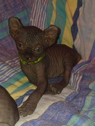 Wunderschöne Sphynx- und Elf Kitten suchen ab der 12. Woche ihr liebevolles Zuhause
