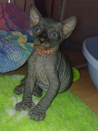 Wunderschöne Sphynx- und Elf Kitten suchen ab der 12. Woche ihr liebevolles Zuhause
