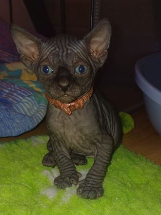 Wunderschöne Sphynx- und Elf Kitten suchen ab der 12. Woche ihr liebevolles Zuhause