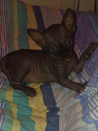 Wunderschöne Sphynx- und Elf Kitten suchen ab der 12. Woche ihr liebevolles Zuhause