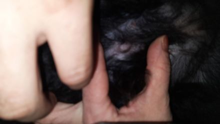 Noch eine Hündin Kleinpudel braun/schwarz abzugeben