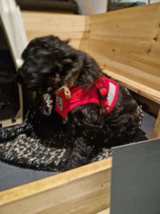 Noch eine Hündin Kleinpudel braun/schwarz abzugeben