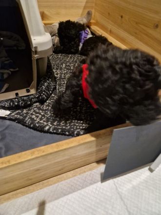 Noch eine Hündin Kleinpudel braun/schwarz abzugeben