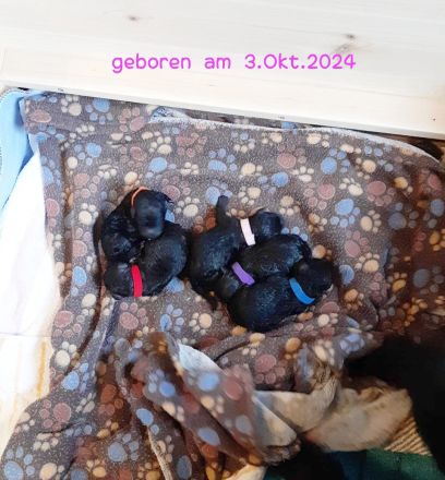 Noch eine Hündin Kleinpudel braun/schwarz abzugeben