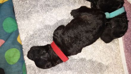 Noch eine Hündin Kleinpudel braun/schwarz abzugeben