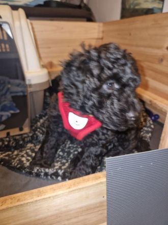 Noch eine Hündin Kleinpudel braun/schwarz abzugeben