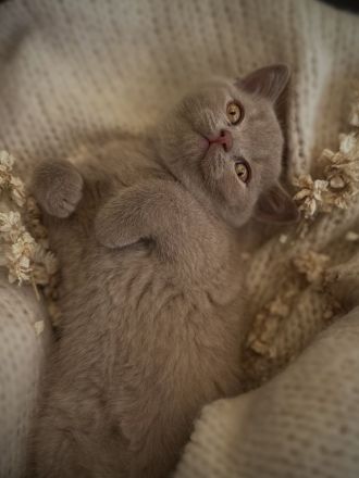 Bkh Bärchen Lilac und choco 🐻❤️