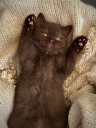 Bkh Bärchen Lilac und choco 🐻❤️