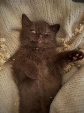 Bkh Bärchen Lilac und choco 🐻❤️