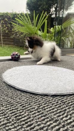 Süße Pomeranian-Hündin sucht liebevolles Zuhause