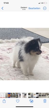 Süße Pomeranian-Hündin sucht liebevolles Zuhause