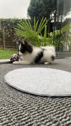 Süße Pomeranian-Hündin sucht liebevolles Zuhause