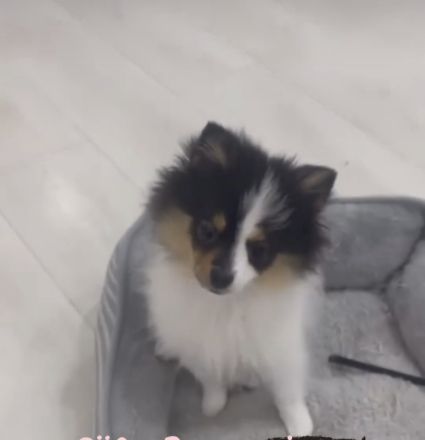 Süße Pomeranian-Hündin sucht liebevolles Zuhause