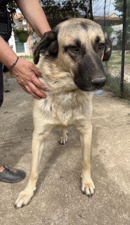 Lenda, geb. ca. 09/2022, lebt in GRIECHENLAND, auf einer privaten Pflegestelle