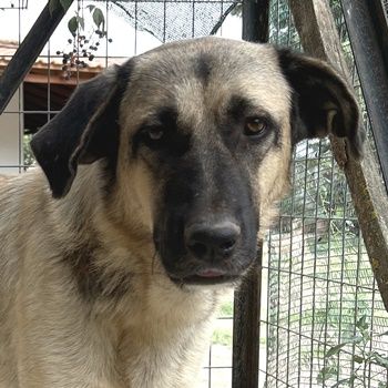 Lenda, geb. ca. 09/2022, lebt in GRIECHENLAND, auf einer privaten Pflegestelle