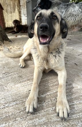 Lenda, geb. ca. 09/2022, lebt in GRIECHENLAND, auf einer privaten Pflegestelle