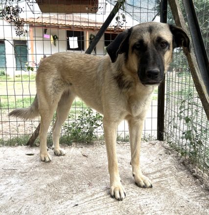 Lenda, geb. ca. 09/2022, lebt in GRIECHENLAND, auf einer privaten Pflegestelle