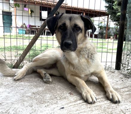 Lenda, geb. ca. 09/2022, lebt in GRIECHENLAND, auf einer privaten Pflegestelle