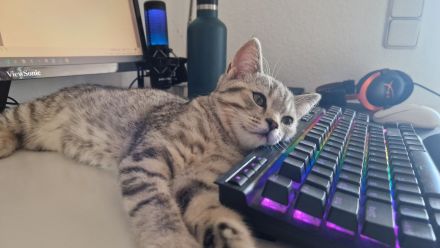 Britisch Kurzhaar Kitten suchen ein neues zu Hause