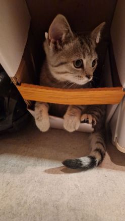 Britisch Kurzhaar Kitten suchen ein neues zu Hause