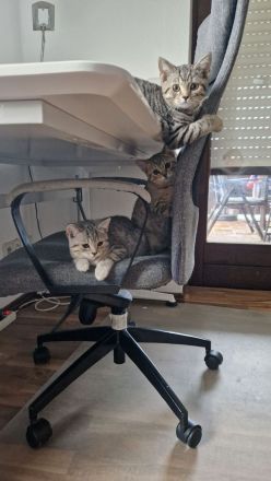 Britisch Kurzhaar Kitten suchen ein neues zu Hause